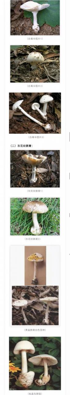 注意！別采別買別賣別吃野生蘑菇！又一起野生蘑菇致人中毒死亡事件