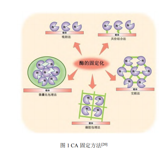 碳酸酐酶固定及在二氧化碳捕集應用研究進展（一）