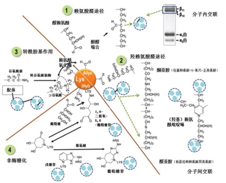 肌內(nèi)結(jié)締組織的組成、分布及生長調(diào)控研究進(jìn)展（二）