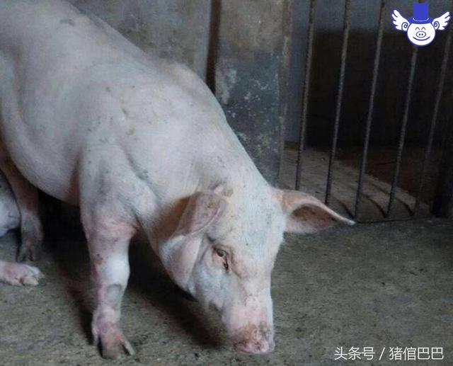 能顯著提高養(yǎng)豬效益的三種酶制劑，這錢花的值