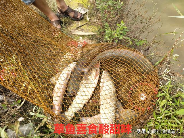 食品級(jí)果酸不應(yīng)被誤解，不但沒(méi)副作用而且在釣魚(yú)過(guò)程中應(yīng)用廣泛