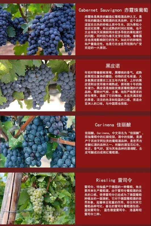 規(guī)范申報丨重點商品規(guī)范申報要點（紅酒篇）