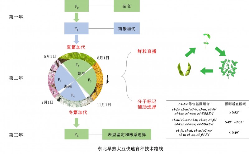 中國(guó)農(nóng)業(yè)科學(xué)院作科所研發(fā)出自然條件下1年4代大豆快速育種新技術(shù)