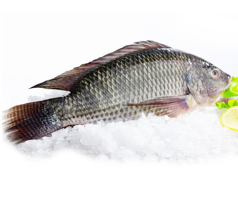 為什么羅非魚鱗酶解膠原蛋白肽口感苦？