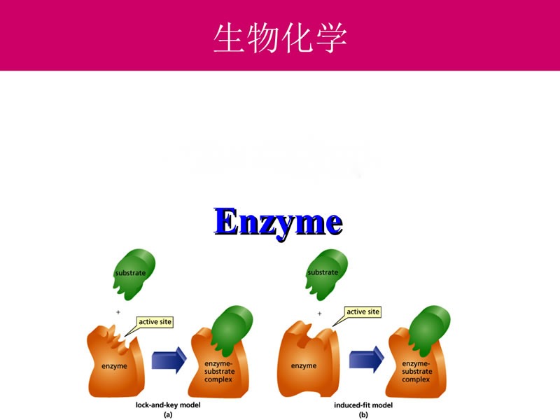 酶制劑在醫(yī)療器械清洗劑中的作用您了解多少？