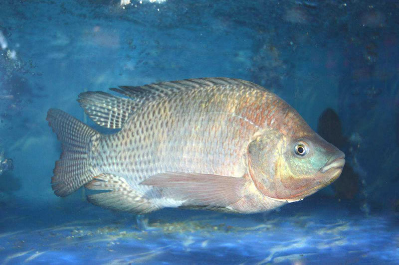 為什么木瓜蛋白酶酶解羅非魚皮膠原蛋白肽口感是苦的？