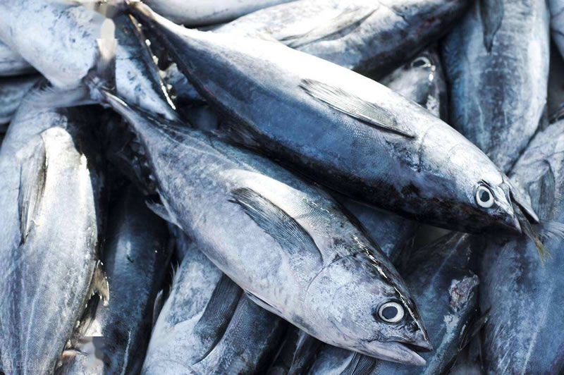 酶解金槍魚提高寵物誘食劑風(fēng)味性的酶制劑有哪些？