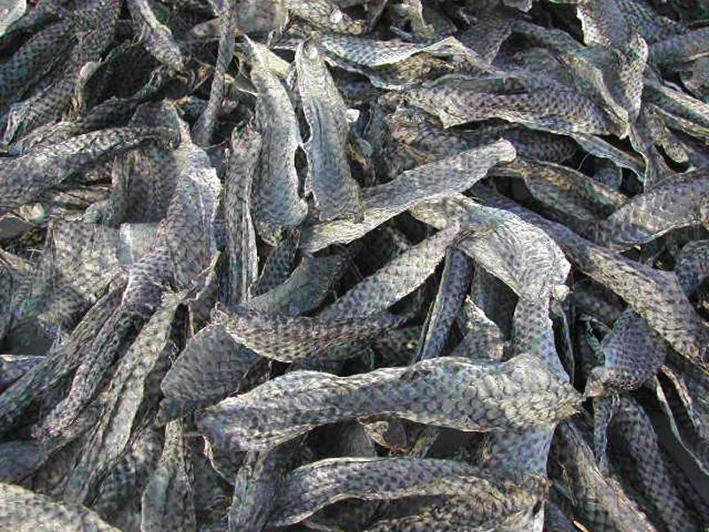 如何酶解羅非魚(yú)皮提高膠原蛋白肽分子量？
