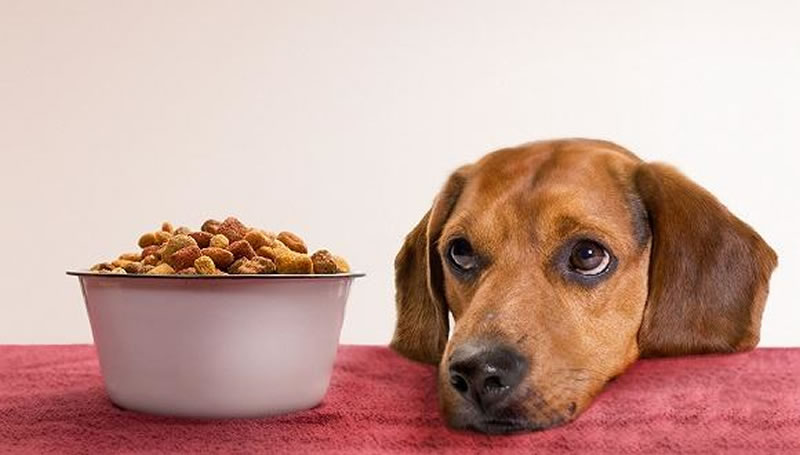 如何酶解雞肝粉提高寵物飼料誘食劑風(fēng)味？