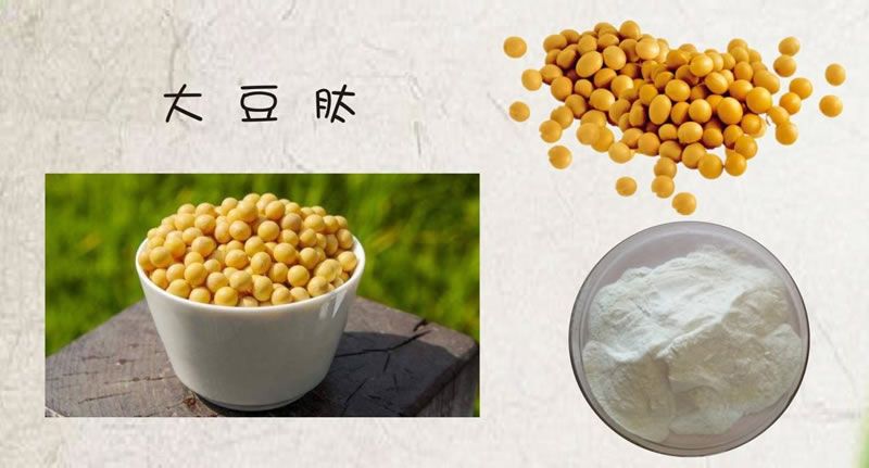 如何利用酶技術(shù)讓大豆蛋白水解制備生物活性肽？