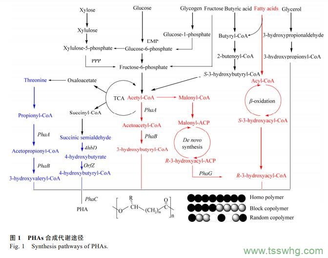 阿魏酸及其衍生物在食品添加劑領(lǐng)域研究進展（一）