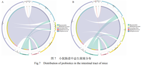 發(fā)酵冬瓜對感染金黃色葡萄球菌小鼠腸道菌群的調(diào)節(jié)作用（三）